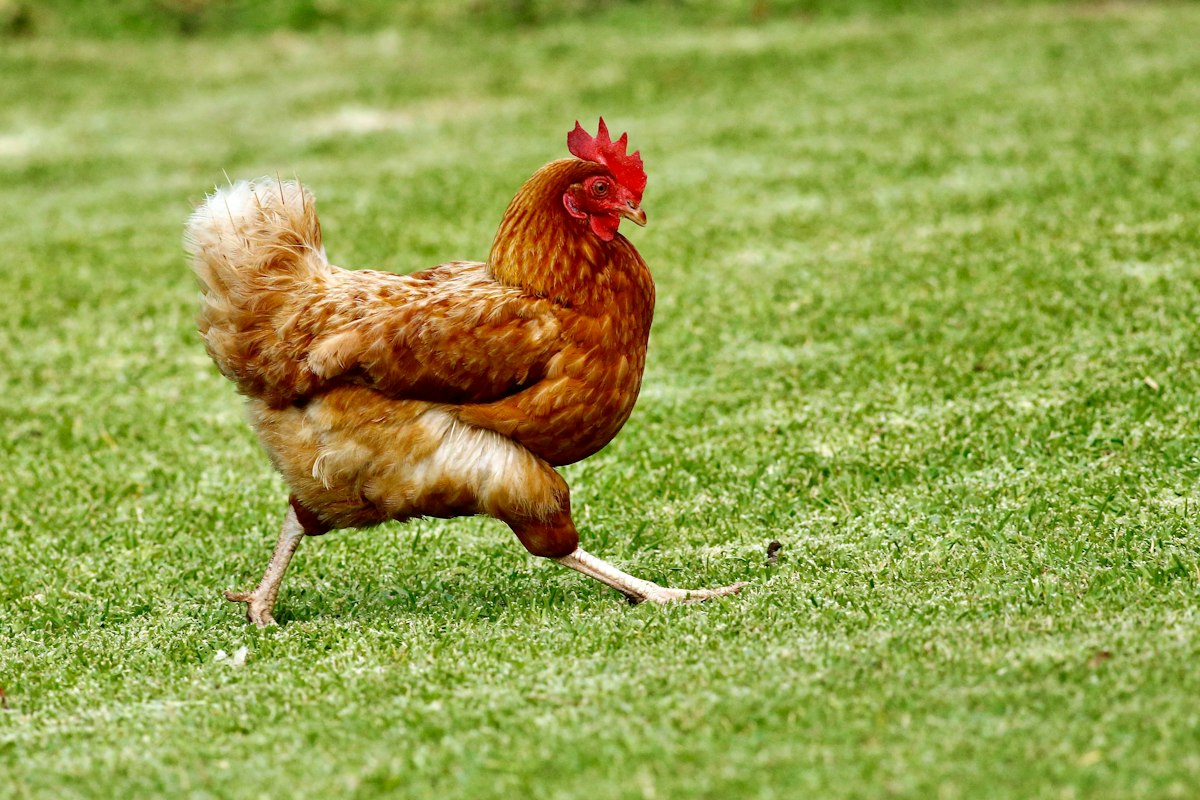 Gallina de campo libre sobre pasto verde