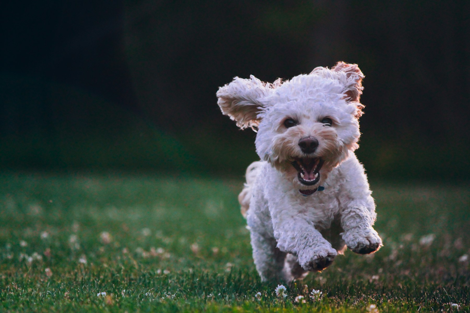 Perro corriendo feliz entre flores silvestres al atardecer
