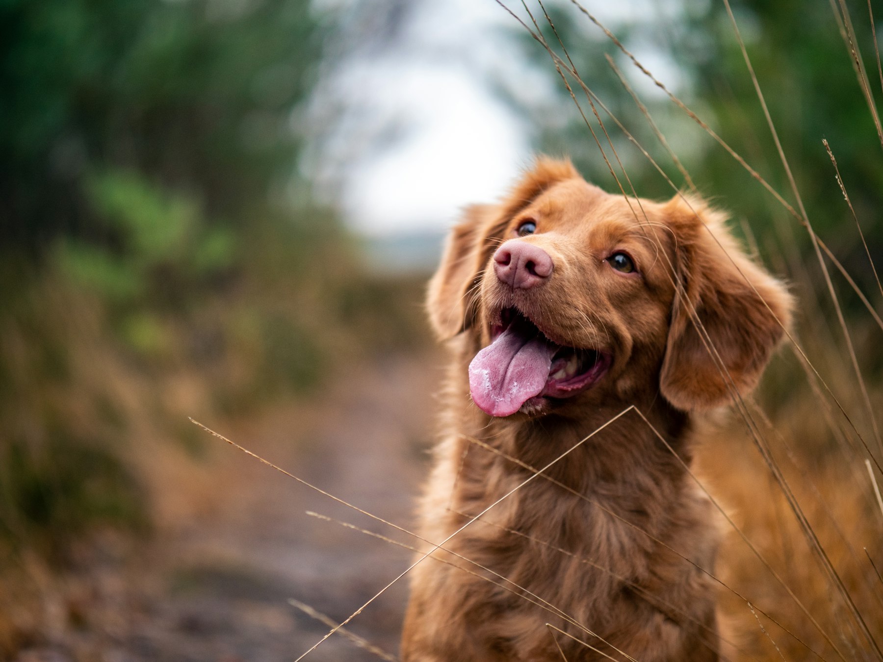 Perro feliz al aire libre, bienestar animal